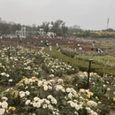 郑州旅游 缩略图 6