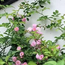 无锡旅游 缩略图 9