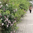 无锡旅游 缩略图 13