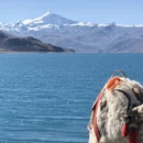 林芝旅游 缩略图 15