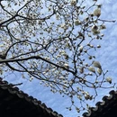 苏州旅游 缩略图 14