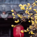 泰州旅游 缩略图 8