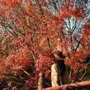 南京旅游 缩略图 11
