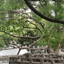 苏州旅游 缩略图 10