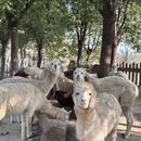 盐城旅游 缩略图 9