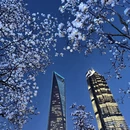 上海旅游 缩略图 13
