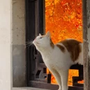 苏州旅游 缩略图 4