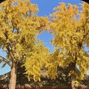 苏州旅游 缩略图 6
