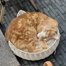 苏州旅游 缩略图 8