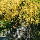 苏州旅游 缩略图 7
