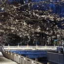 南京旅游 缩略图 15