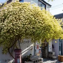 苏州旅游 缩略图 10