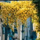 苏州旅游 缩略图 9