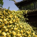 苏州旅游 缩略图 2