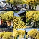苏州旅游 缩略图 1