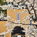 南京旅游 缩略图 3