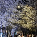 南京旅游 缩略图 13