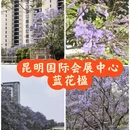 昆明旅游 缩略图 1