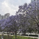 昆明旅游 缩略图 8