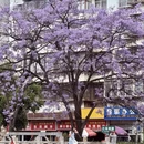昆明旅游 缩略图 4