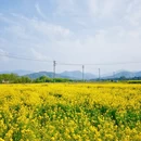 黄山旅游 缩略图 10