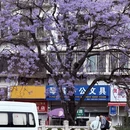 昆明旅游 缩略图 1
