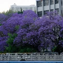 昆明旅游 缩略图 3