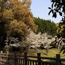 上海旅游 缩略图 6