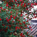 泰州旅游 缩略图 13