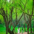 扬州旅游 缩略图 7