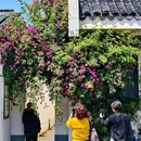 苏州旅游 缩略图 8