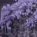 苏州旅游 缩略图 5