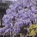 苏州旅游 缩略图 3