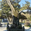 扬州旅游 缩略图 8