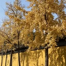 苏州旅游 缩略图 8
