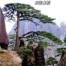 黄山旅游 缩略图 3