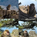 黄山旅游 缩略图 8