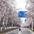 扬州旅游 缩略图 2
