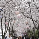 扬州旅游 缩略图 11