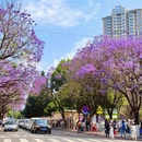 昆明旅游 缩略图 10