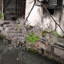 绍兴旅游 缩略图 5