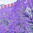 昆明旅游 缩略图 12