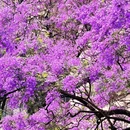 昆明旅游 缩略图 4
