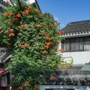 苏州旅游 缩略图 7
