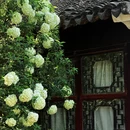 苏州旅游 缩略图 3
