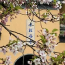 南京旅游 缩略图 12