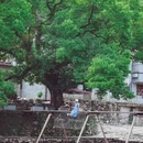 天津旅游 缩略图 11