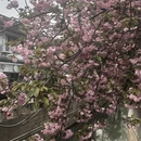 苏州旅游 缩略图 10