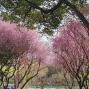 扬州旅游 缩略图 7