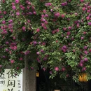 苏州旅游 缩略图 2